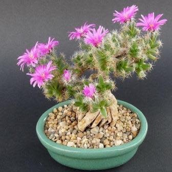 Trichodiadema densum - Desert Rose; Kareemoervygie Bonsai & Bonsai eBook - 5 Seed Pack - Image 3