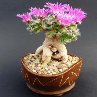 Trichodiadema densum - Desert Rose; Kareemoervygie Bonsai & Bonsai eBook - 5 Seed Pack - Image 4