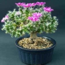 Trichodiadema densum - Desert Rose; Kareemoervygie Bonsai & Bonsai eBook - 5 Seed Pack - Image 5