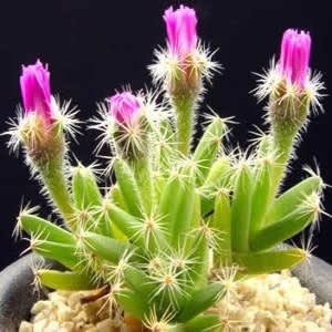 Trichodiadema densum - Kareemoervygie; Desert Rose - 5 Seed Pack - Image 2