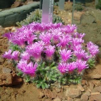 Trichodiadema densum - Kareemoervygie; Desert Rose - 5 Seed Pack - Image 3