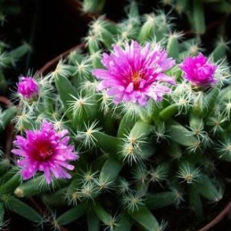 Trichodiadema densum - Kareemoervygie; Desert Rose - 5 Seed Pack - Image 4
