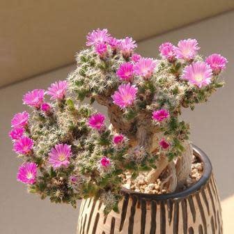 Trichodiadema densum - Kareemoervygie; Desert Rose - 5 Seed Pack - Image 5