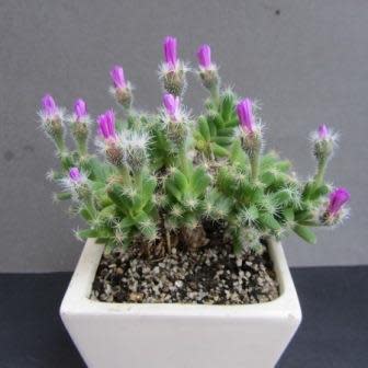 Trichodiadema densum - Kareemoervygie; Desert Rose - 5 Seed Pack - Image 6