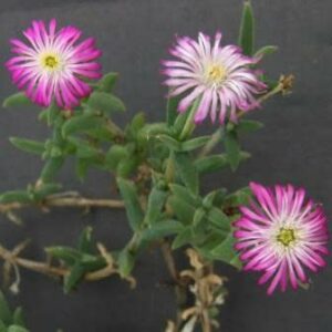 Trichodiadema intonsum - 10 Seed Pack