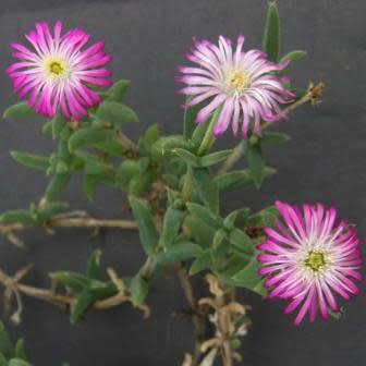 Trichodiadema intonsum - 10 Seed Pack