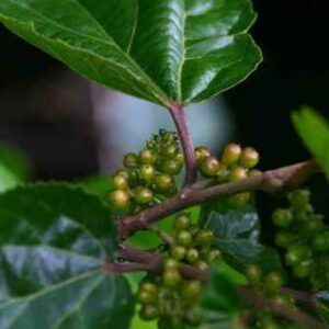 Trimeria grandifolia - Wild Mulberry, Ears of the Spirits; Grootblaarysterhout, Wildemoerbei - 5 Seed Pack