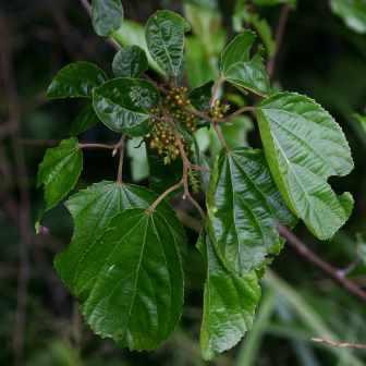 Trimeria grandifolia - Wild Mulberry, Ears of the Spirits; Grootblaarysterhout, Wildemoerbei - 5 Seed Pack - Image 2