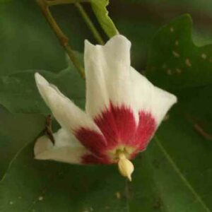 Triplochiton zambesiacus - Zambezi-Oak, Wine-cup - 7 Seed Pack
