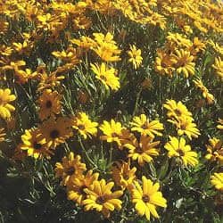 Tripteris sinuata - Karoo Bietou, Skaapbos - 5 Seed Pack