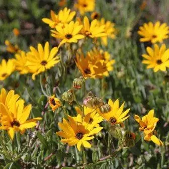 Tripteris sinuata - Karoo Bietou, Skaapbos - 5 Seed Pack - Image 2