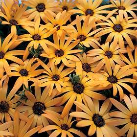 Tripteris sinuata - Karoo Bietou, Skaapbos - 5 Seed Pack - Image 3