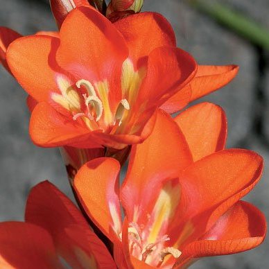 Tritonia crocata - Kalkoentjie - 5 Seed Pack - Image 2