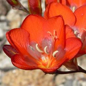 Tritonia crocata - Kalkoentjie - 5 Seed Pack - Image 3