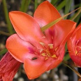 Tritonia crocata - Kalkoentjie - 5 Seed Pack - Image 4
