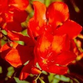 Tritonia crocata - Kalkoentjie - 5 Seed Pack - Image 5