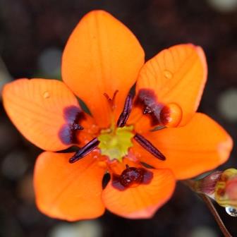 Tritonia deusta - 5 Seed Pack