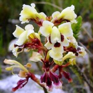 Tritoniopsis parviflora - 5 Seed Pack