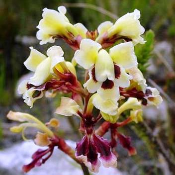 Tritoniopsis parviflora - 5 Seed Pack