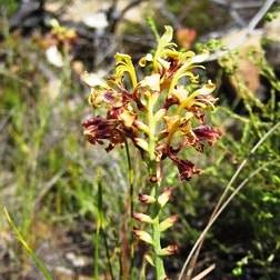 Tritoniopsis parviflora - 5 Seed Pack - Image 2