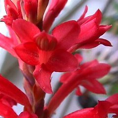 Tritoniopsis triticea - 5 Seed Pack