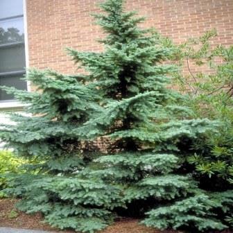 Tsuga mertensiana - Mountain Hemlock - 5 Seed Pack