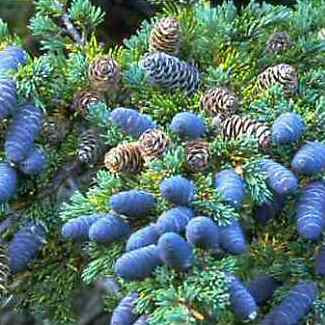 Tsuga mertensiana - Mountain Hemlock - 5 Seed Pack - Image 2