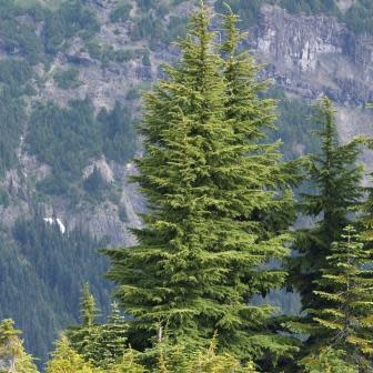 Tsuga mertensiana - Mountain Hemlock - 5 Seed Pack - Image 3