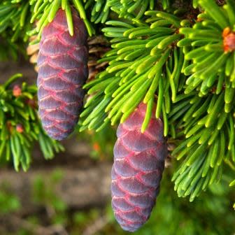 Tsuga mertensiana - Mountain Hemlock - 5 Seed Pack - Image 4