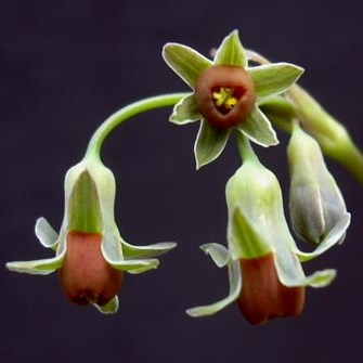 Tulbaghia acutiloba - Ishaladi Lezinyoka, Motsuntsunyane, Sefothafotha; Wild Garlic; Wildeknoffel - 5 Seed Pack