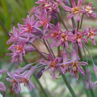 Tulbaghia capensis - 5 Seed Pack - Image 2