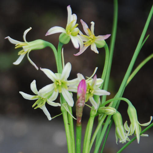 Tulbaghia galpinii - 5 Seed Pack