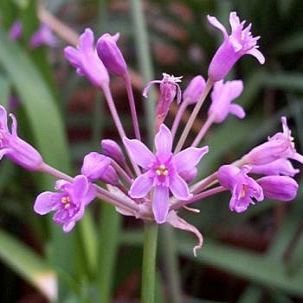 Tulbaghia simmleri - Umwelela - 5 Seed Pack - Image 2