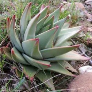 Tulista marginata - 5 Seed Pack