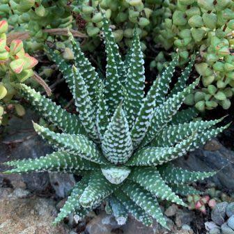 Tulista pumila - 5 Seed Pack