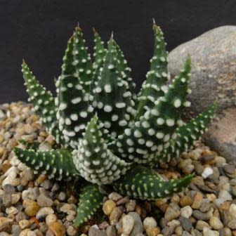 Tulista pumila - 5 Seed Pack - Image 3