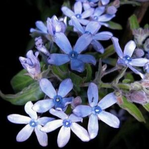 Tweedia caerulea - Blue Star, Blue Flowered Milkweed - 5 Seed Pack