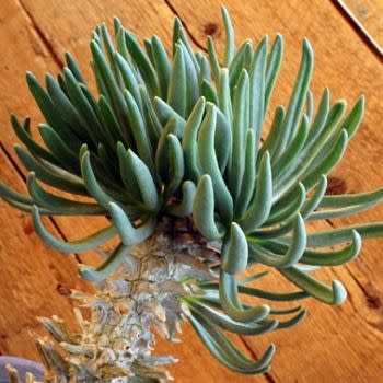 Tylecodon cacalioides - Sulphar Butterbush; Nenta - 10+ Seed Pack - Image 3