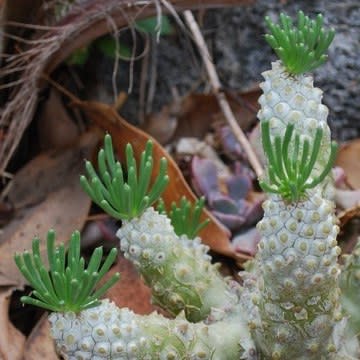 Tylecodon cacalioides - Sulphar Butterbush; Nenta - 10+ Seed Pack - Image 4