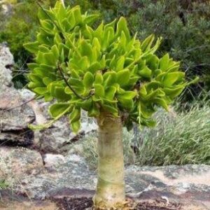Tylecodon paniculatus - Butter Tree; Botterboom, Baadtjies - 10 Seed Pack