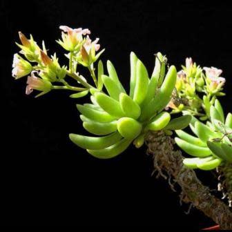 Tylecodon racemosus - 10+ Seed Pack