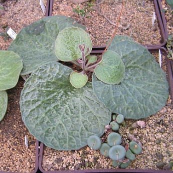Tylecodon singularis (Cotyledon singularis) - 10 Seed Pack - Image 3