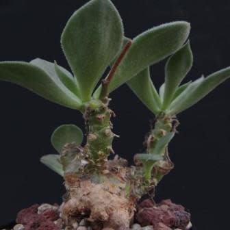 Tylecodon ventricosus - Klipnenta, Nentabossie - 5 Seed Pack