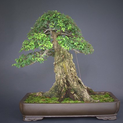 Exotic Bonsai Variety Pack No 11 - Image 4