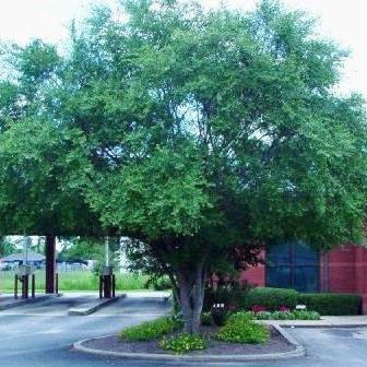 Ulmus parvifolia - Lacebark Elm, Chinese Elm - 6 Seed Pack