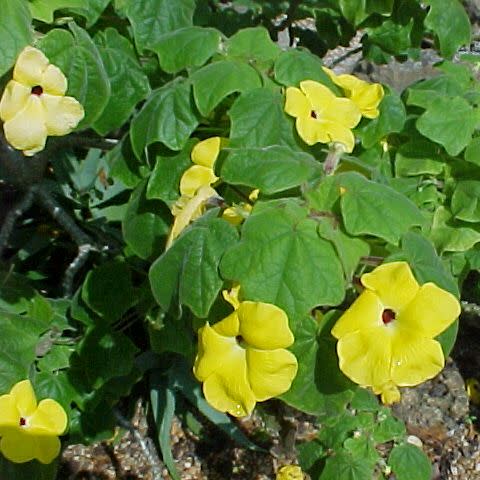 Uncarina grandidieri - Succulent Sesame - 5 Seed Pack - Image 2