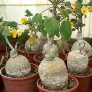 Uncarina grandidieri - Succulent Sesame - 5 Seed Pack