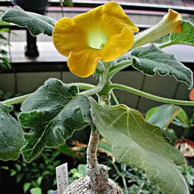 Uncarina grandidieri - Succulent Sesame - 5 Seed Pack - Image 4