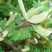 Vachellia hebeclada ssp. tristis (Acacia hebeclada ssp. tristis) - Candle Thorn, Trassiedoring - 5 Seed Pack - Image 2