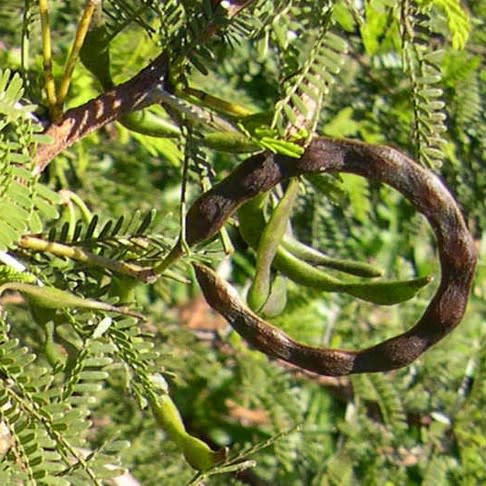 Vachellia karroo (Acacia karroo) - Soetdoring; Sweet Thorn - 10 Seed Pack